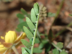 Tribulus forrestii
