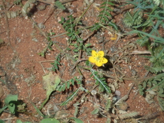 Tribulus forrestii