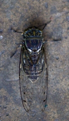 Macrosemia tonkiniana