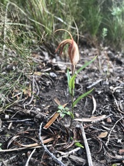 Pterostylis rogersii