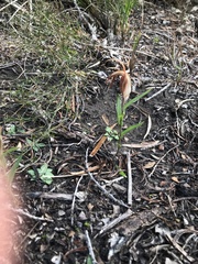 Pterostylis rogersii