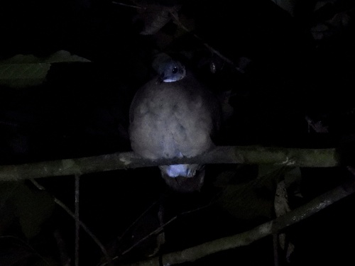 White-throated Tinamou (Tinamus guttatus), photo 4