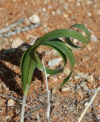 Moraea venenata