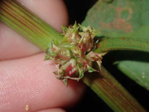Image of Rumex hypogaeus by (c) Thomas Mesaglio, some rights reserved (CC BY)