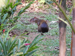 Dasyprocta variegata