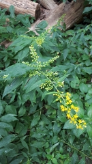 Solidago
