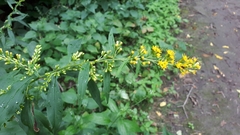 Solidago
