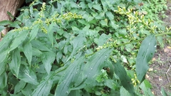 Solidago