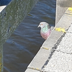 Columba livia domestica