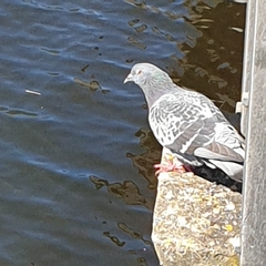 Columba livia domestica