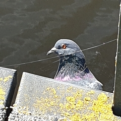 Columba livia domestica