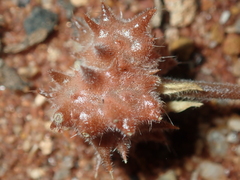 Tribulus occidentalis