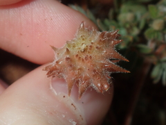 Tribulus occidentalis