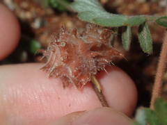 Tribulus occidentalis