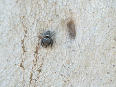 Zenodorus orbiculatus