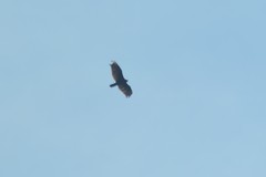 Cathartes aura septentrionalis