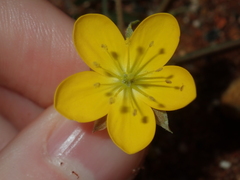 Tribulus forrestii