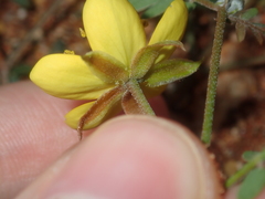 Tribulus forrestii