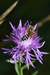 Halictus