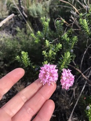 Pimelea ferruginea