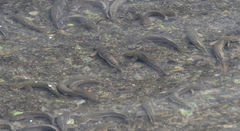 Sicyopterus japonicus