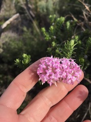 Pimelea ferruginea