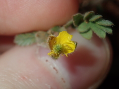 Tribulus occidentalis