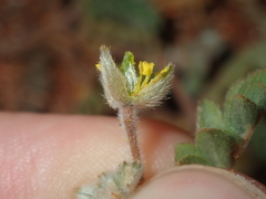 Tribulus occidentalis