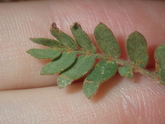 Tribulus occidentalis