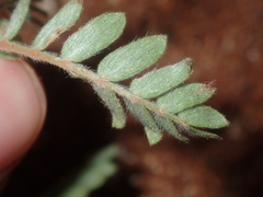 Tribulus occidentalis