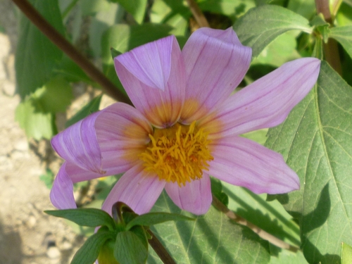 Image of Dahlia pinnata by (c) Mitul and Vijul Singh, some rights reserved (CC BY)