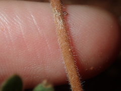 Tribulus occidentalis