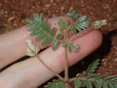 Tribulus occidentalis