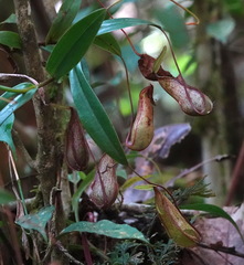 Nepenthes tentaculata