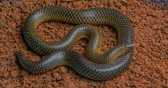 Uropeltidae