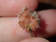 Tribulus occidentalis