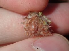 Tribulus occidentalis