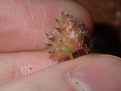 Tribulus occidentalis