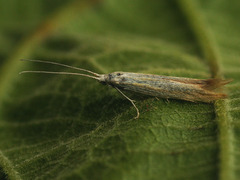 Coleophora vulnerariae
