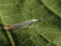 Coleophora vulnerariae