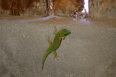 Phelsuma kochi