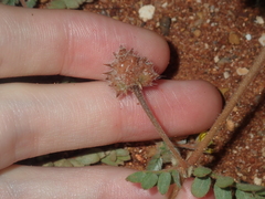 Tribulus occidentalis