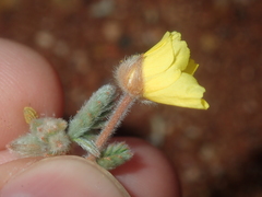 Tribulus occidentalis