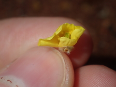 Tribulus occidentalis