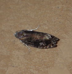 Eudemis