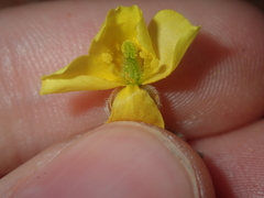 Tribulus occidentalis