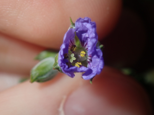 Australian stork's bill (Erodium cygnorum)