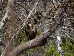 Buteo brachypterus
