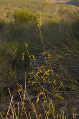 Acacia restiacea