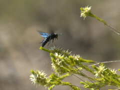 Laeviscolia frontalis